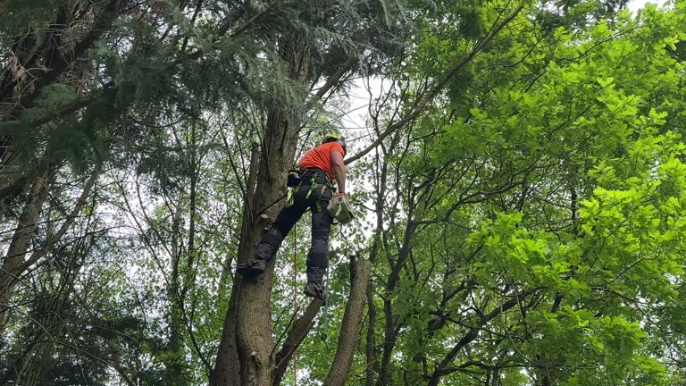 Best Leaf Removal  in West Glens Falls, NY