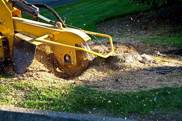 Best Soil Testing and Treatment  in West Glens Falls, NY