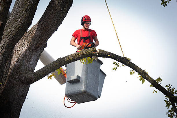 West Glens Falls, NY Tree Removal Company
