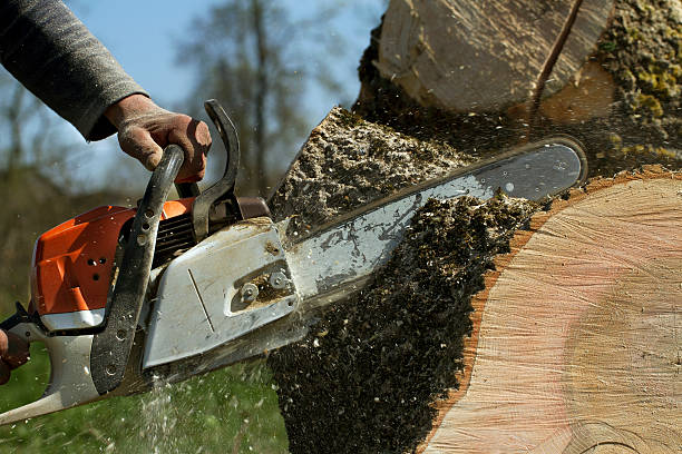 Best Tree Health Inspection  in West Glens Falls, NY